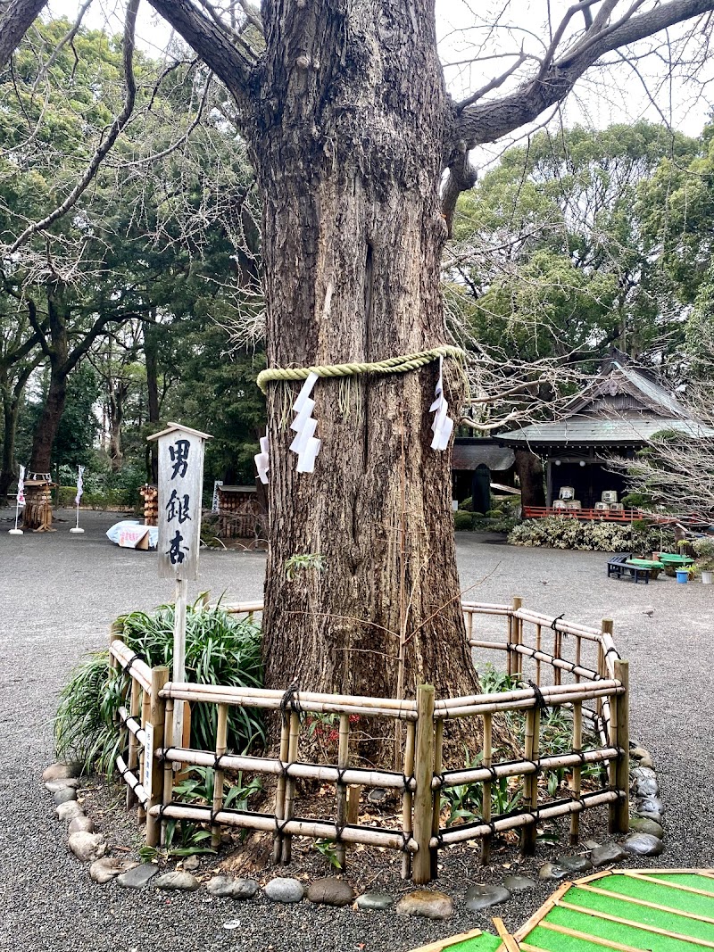 男銀杏