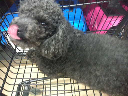 Pet Supply Store «Petco Animal Supplies», reviews and photos, 390 Universal Dr N, North Haven, CT 06473, USA