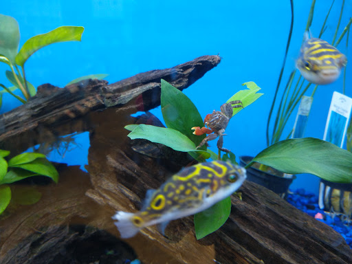 Pet Supply Store «Pet Supplies Plus», reviews and photos, 2801 Wade Hampton Blvd #100, Taylors, SC 29687, USA