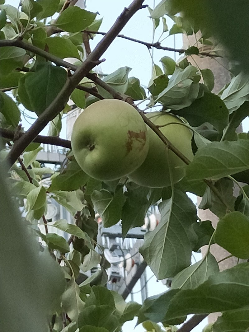 りんご広場
