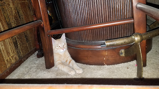 Pet Supply Store «PetSmart», reviews and photos, 15555 E 14th St, San Leandro, CA 94578, USA