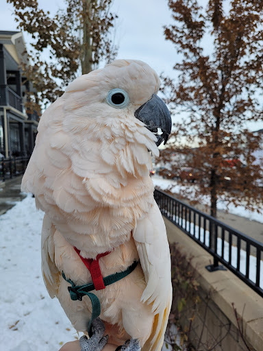 The Parrot University