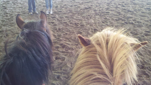 Equine Assisted Leadership of Marin