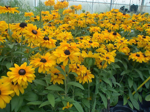 Florist «St. Clair Greenhouses & Florist», reviews and photos, 7043 Big Hand Rd, St Clair, MI 48079, USA