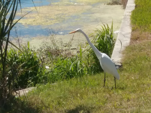 Supermarket «ALDI», reviews and photos, 2643 US-19, Holiday, FL 34691, USA