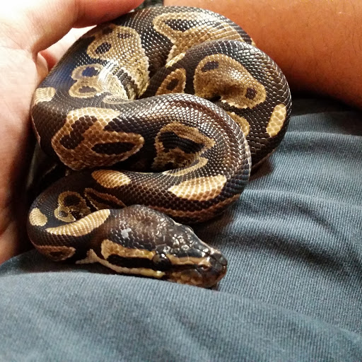 Pet Store «Fins and Skins», reviews and photos, 8451 49th St N, Pinellas Park, FL 33781, USA