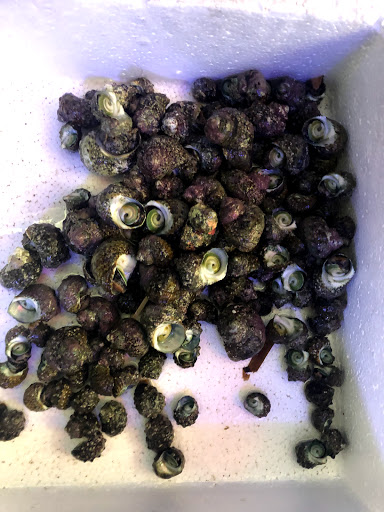 Tropical Fish Store «Aqua Mart Aquariums», reviews and photos, 1620 S Washington Ave, Titusville, FL 32780, USA