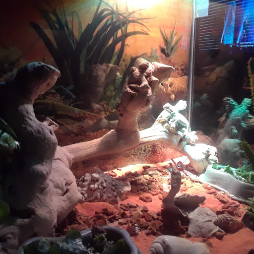 Pet Store «34 Pet Shop», reviews and photos, 3434 W Slauson Ave, Los Angeles, CA 90043, USA