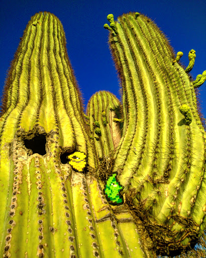 National Reserve «Riparian Preserve at Water Ranch», reviews and photos, 2757 E Guadalupe Rd, Gilbert, AZ 85234, USA