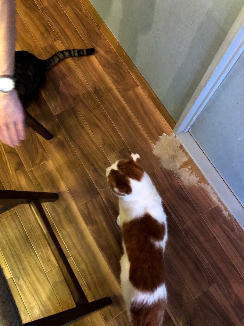 Cafe And Pub Cotti 保護猫たちが暮らすカフェ 兵庫県伊丹市北野 カフェ 喫茶 グルコミ
