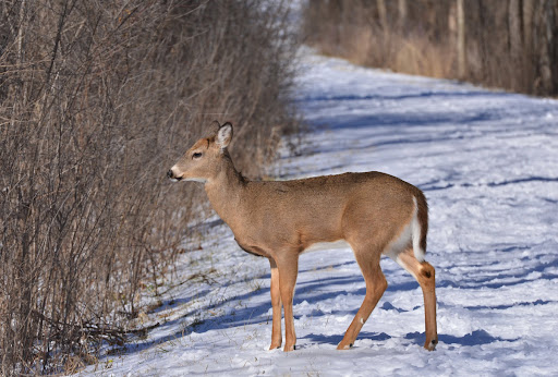 State Park «Brezina Woods», reviews and photos, N La Grange Rd, La Grange Park, IL 60526, USA