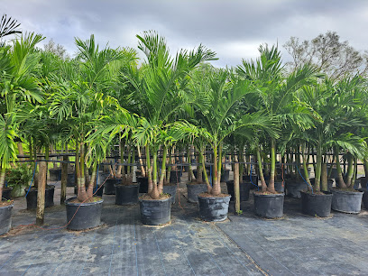 Duque's Palms Nursery & Landscape