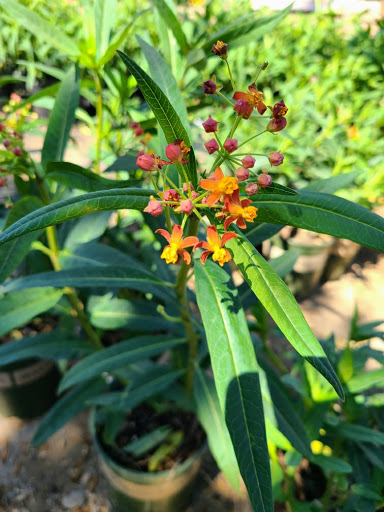 Glendora Gardens Nursery image