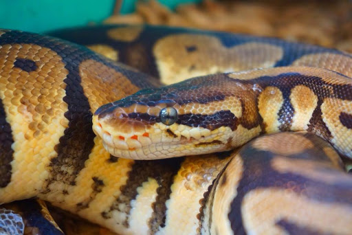 Pet Store «Forever Pets Inc», reviews and photos, 1030 Basse Rd, San Antonio, TX 78212, USA