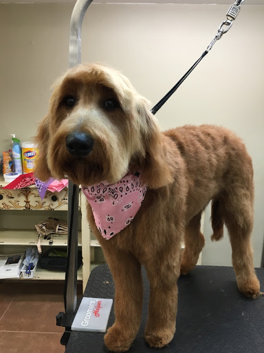Pet Groomer «Plush Pups Dog Grooming & Pet Supplies», reviews and photos, 2335 Huntingdon Pike, Huntingdon Valley, PA 19006, USA