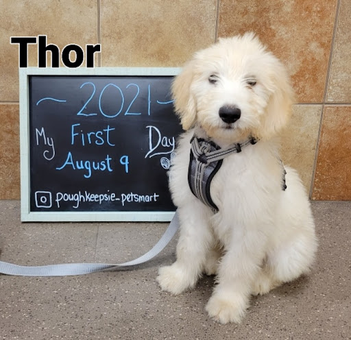 Pet Supply Store «PetSmart», reviews and photos, 2534 South Rd, Poughkeepsie, NY 12601, USA