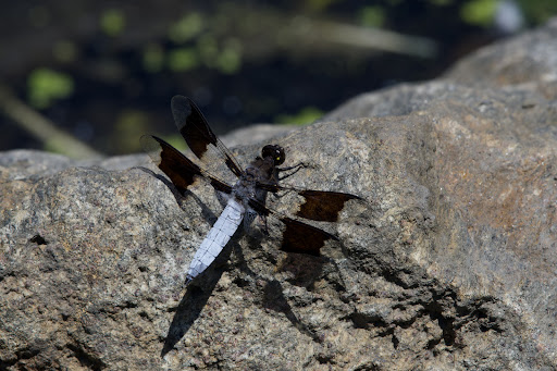 Park «Van Cortlandt Park», reviews and photos, Broadway and Vancortlandt Park S, Bronx, NY 10462, USA