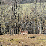 Photo n°5 de l'avis de Marcus.u fait le 24/02/2019 à 20:48 sur le  Tier-Erlebnispark Bell à Bell