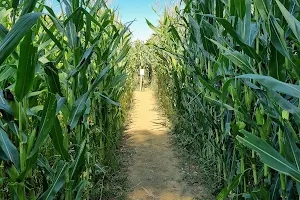 Corn Maze Foucherans image