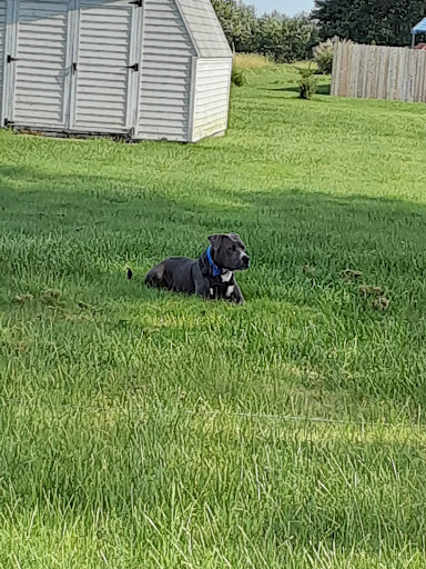 Pet Supply Store «Petco Animal Supplies», reviews and photos, 240 Upland Square Dr, Stowe, PA 19464, USA