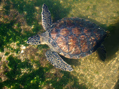 Centro de tortugas marinas Karumbé