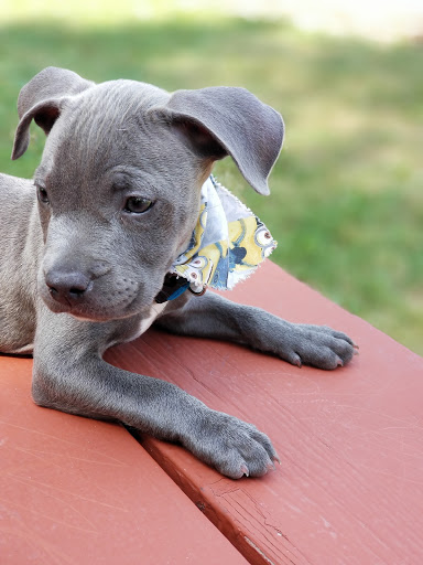 Park «Phillips Park», reviews and photos, 901 Ray Moses Dr, Aurora, IL 60505, USA