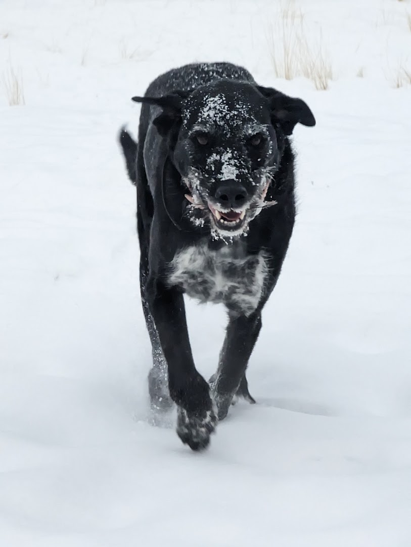 simple DOG WASH