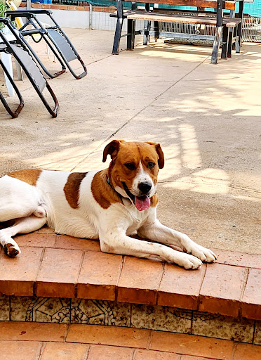 Pensioni per cani e dog hotel a DOG'S HOUSE pensione e asilo per cani