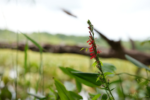 Park «Government Island», reviews and photos, 191 Coal Landing Road, Stafford, VA 22554, USA