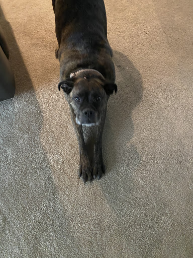 Pet Supply Store «Pet Supplies Plus», reviews and photos, 5315 Airport Hwy, Toledo, OH 43615, USA