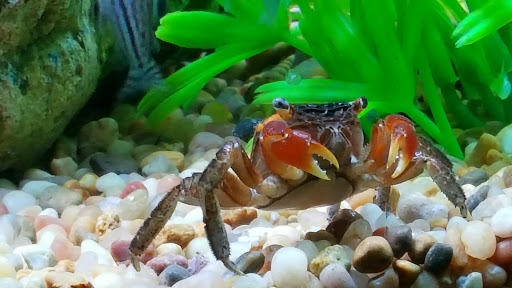 Tropical Fish Store «C K Fish World», reviews and photos, 410 N Azusa Ave, West Covina, CA 91791, USA