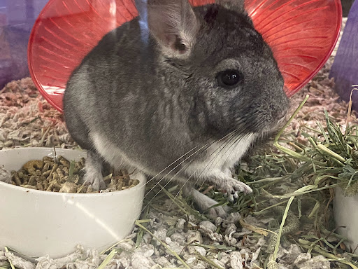 Pet Supply Store «Petco Animal Supplies», reviews and photos, 1142 Broadway, Chula Vista, CA 91911, USA