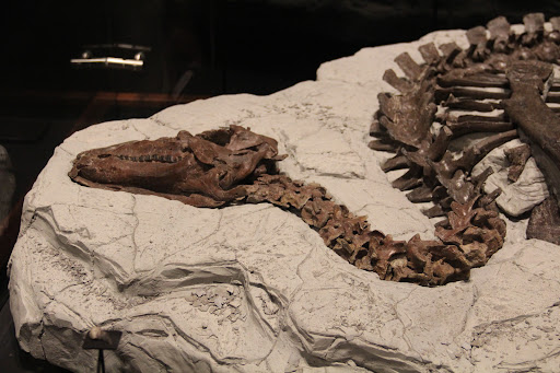 Science Museum «Museum of the Rockies», reviews and photos, 600 W Kagy Blvd, Bozeman, MT 59717, USA