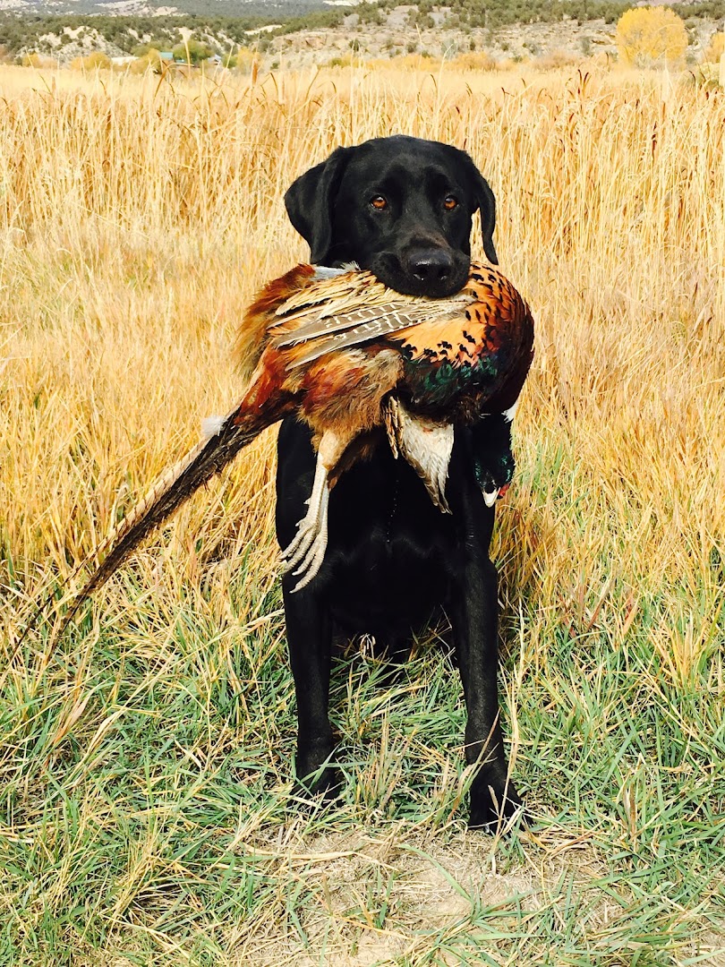 Brookside Gun Dogs, LLC