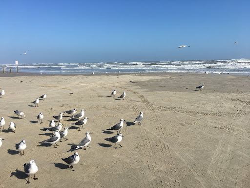 Golf Club «Palmilla Beach Golf Club», reviews and photos, 258 Snapdragon, Port Aransas, TX 78373, USA