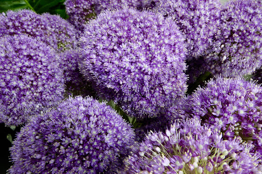 Florist «Berkeley Florist Supply Co Inc», reviews and photos, 2360 NW 23rd St, Miami, FL 33142, USA