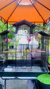 CNY Dove Release - Photo 6 - Car repair in , Syracuse