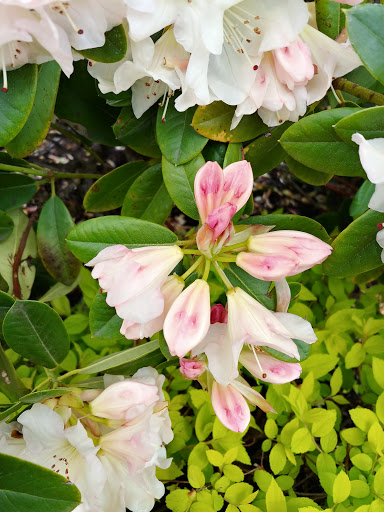 Park «Magnolia Park», reviews and photos, 1810 NW 192nd Ave, Hillsboro, OR 97124, USA