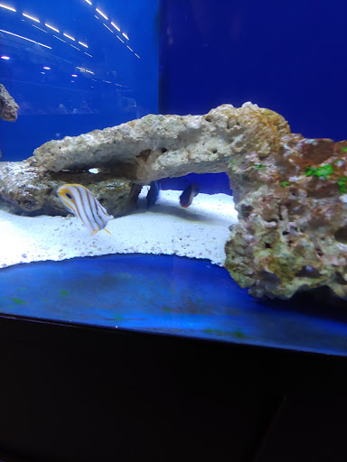 Tropical Fish Store «Marine Solutions», reviews and photos, 20 Triad S Dr, St Charles, MO 63304, USA