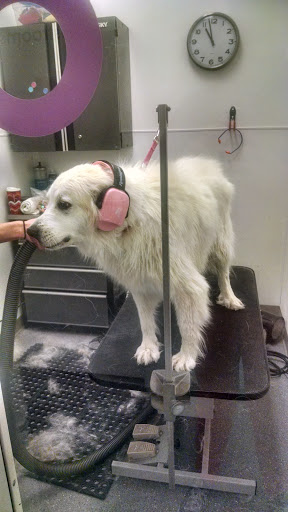 Pet Groomer «Bubbly Paws Dog Wash & Grooming», reviews and photos, 949 Grand Ave, St Paul, MN 55105, USA