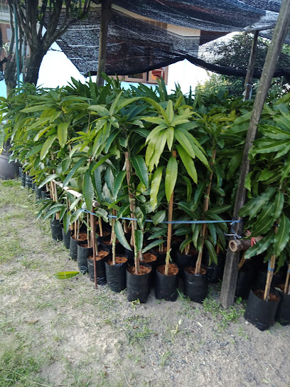 สวนมะม่วง Mango garden