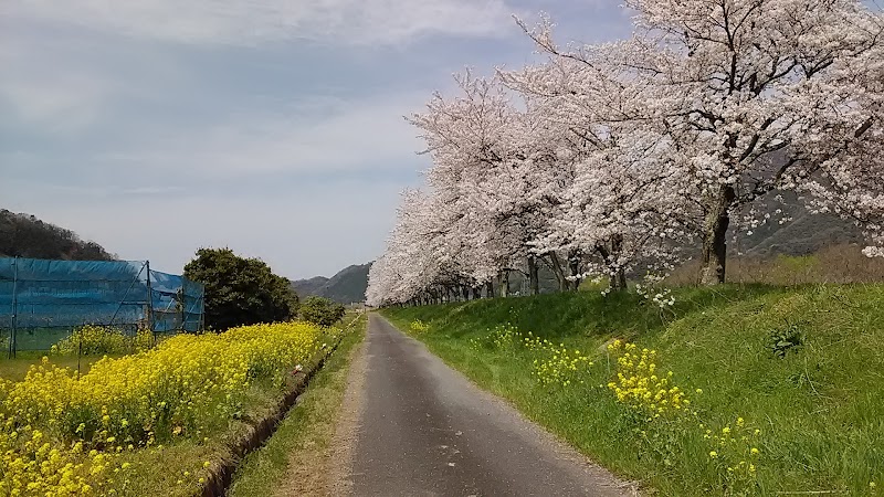 八頭の桜並木