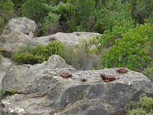 Photo n°11 de Sentier Sculpturel de Mayronnes à Mayronnes ()