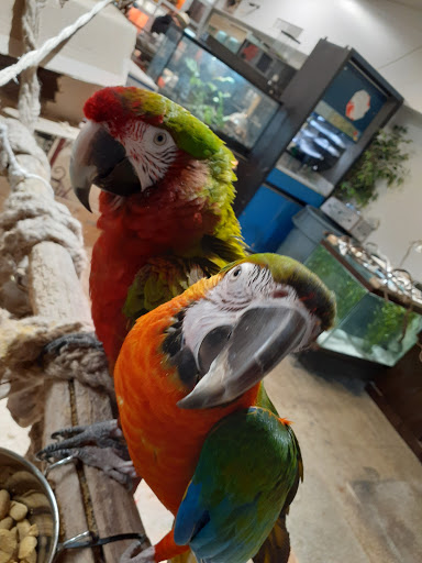 Pet Store «Off The Hook Exotics Pet Shop», reviews and photos, 926 5th Ave, Coraopolis, PA 15108, USA