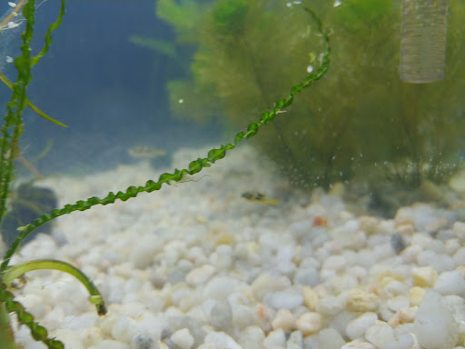 Pet Store «Coral Reef Pet Center», reviews and photos, 7723 W Lawrence Ave, Norridge, IL 60706, USA