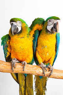 Canobie Lake Veterinary Hospital - Photo 5 - Car repair in Windham, NH, Nashua