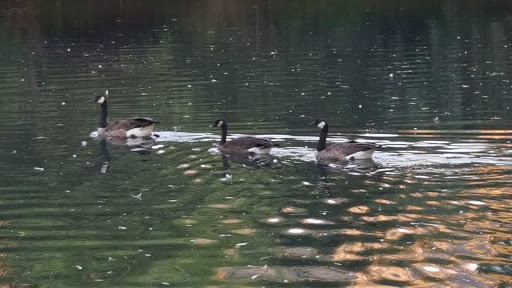 Tire Shop «Firestone Complete Auto Care», reviews and photos, 910 6600 S, Murray, UT 84121, USA