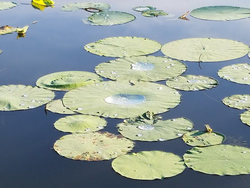 Park «Brown Singleton Park», reviews and photos, Farley St, Waxahachie, TX 75165, USA