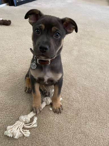 Pet Store «The Pet Stop», reviews and photos, 9128 E Foothill Blvd, Rancho Cucamonga, CA 91730, USA