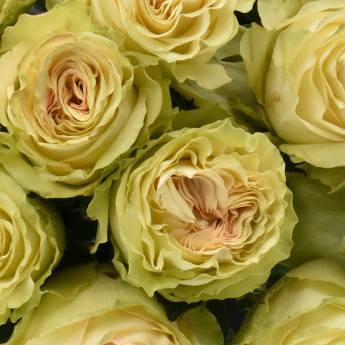 Rosekeenig - Rosen und Blumen auf dem Marktplatz - Basel